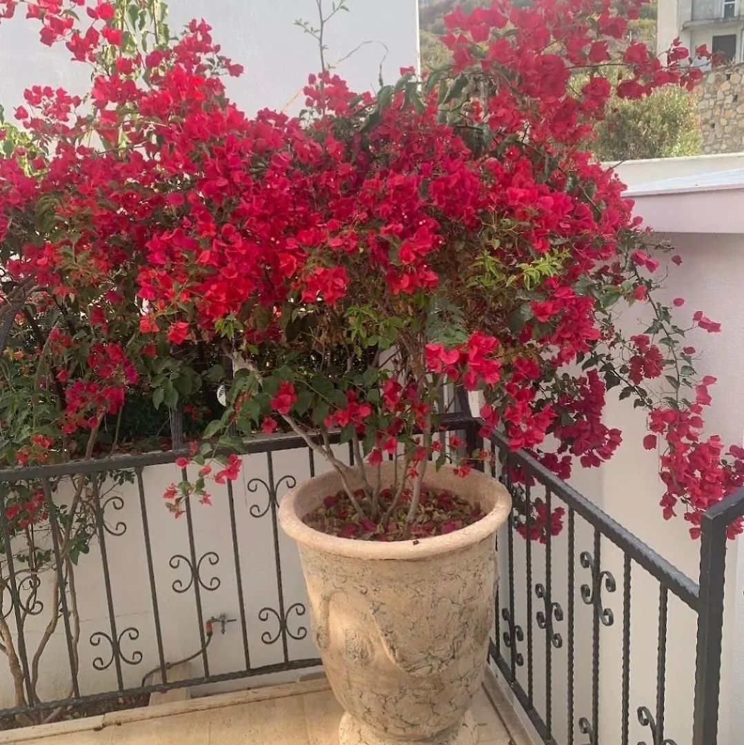 Sevinc Akasya House Apartment Milas Turkey